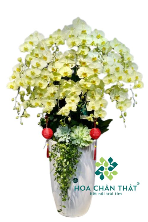 Chậu Lan Hồ Điệp 20 Cành – Kim Vượng Hưng Phát