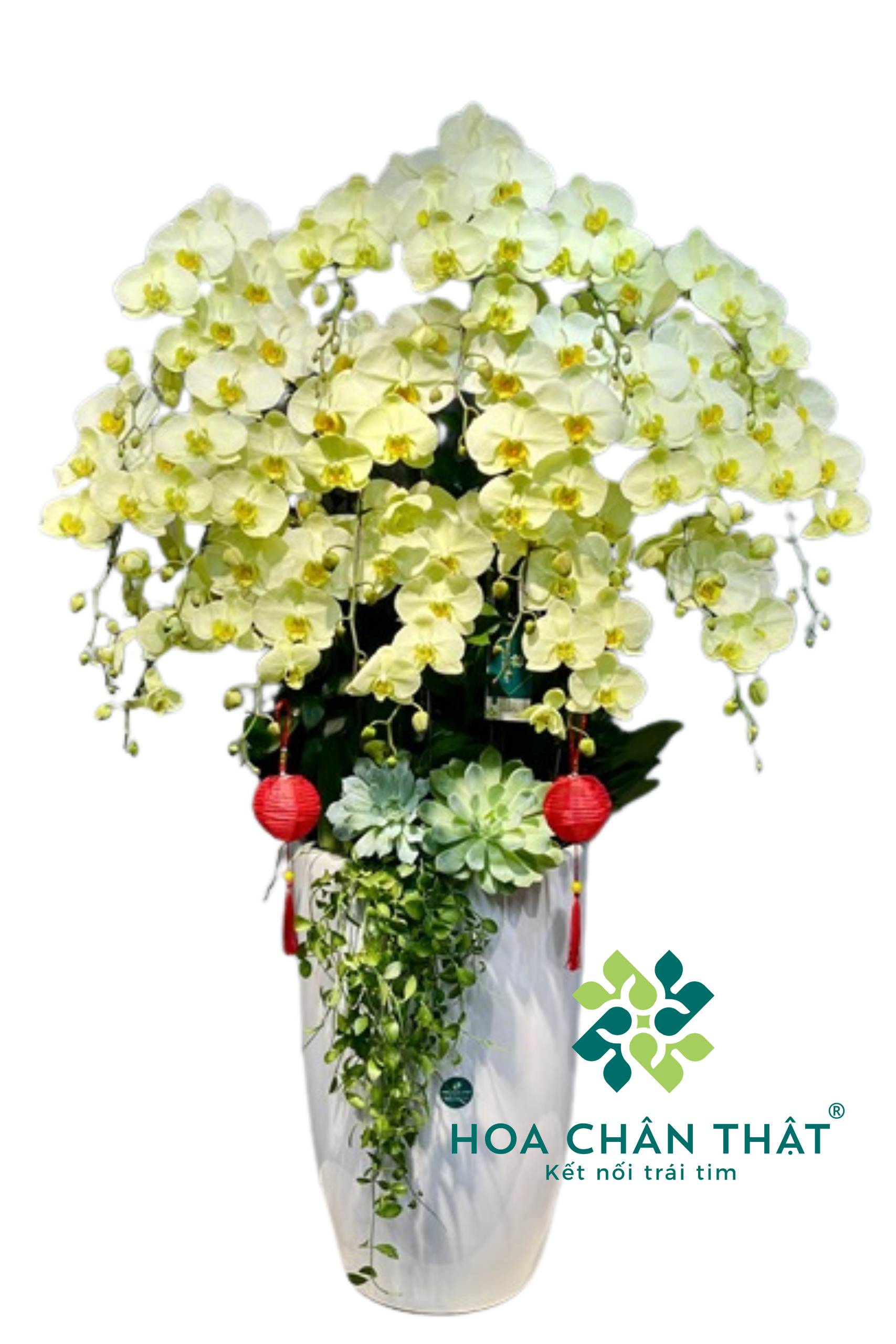 Chậu Lan Hồ Điệp 20 Cành – Kim Vượng Hưng Phát Chau Lan Ho Diep 20 Canh – Kim Vuong Hung Phat