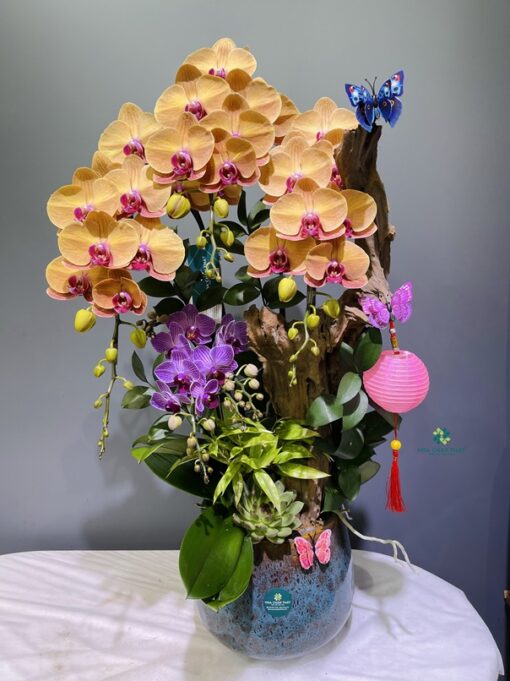 Chậu Lan Hồ Điệp 3 Cành – Hoàng Kim Vượng Phát