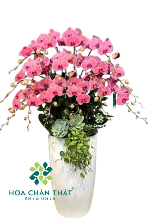 Chậu Lan Hồ Điệp 3 tầng 16 Cành – Hồng Diệp Cát Tường