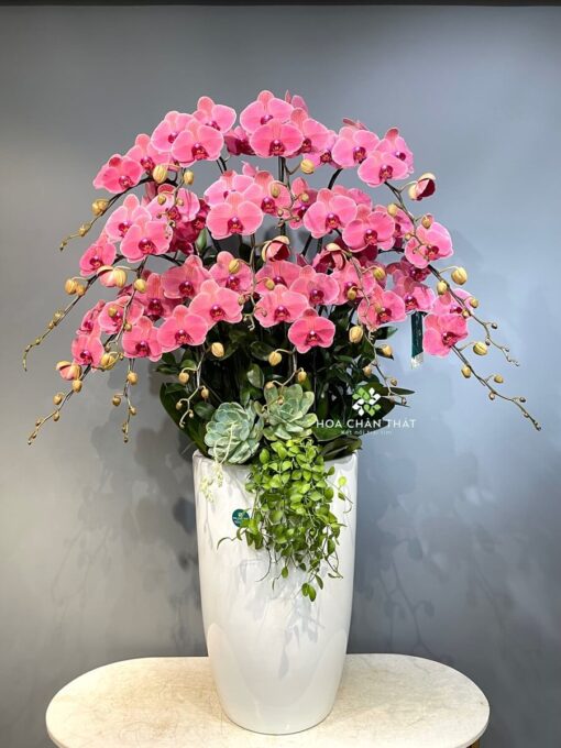 Chậu Lan Hồ Điệp 3 tầng 16 Cành – Hồng Diệp Cát Tường Chau Lan Ho Diep 3 tang 16 Canh – Hong Diep Cat Tuong1