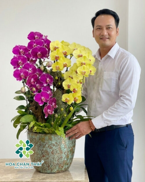 Chậu Lan Hồ Điệp 6 Cành – Tím Vàng Cát Tường