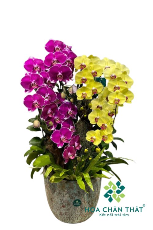 Chậu Lan Hồ Điệp 6 Cành – Tím Vàng Cát Tường