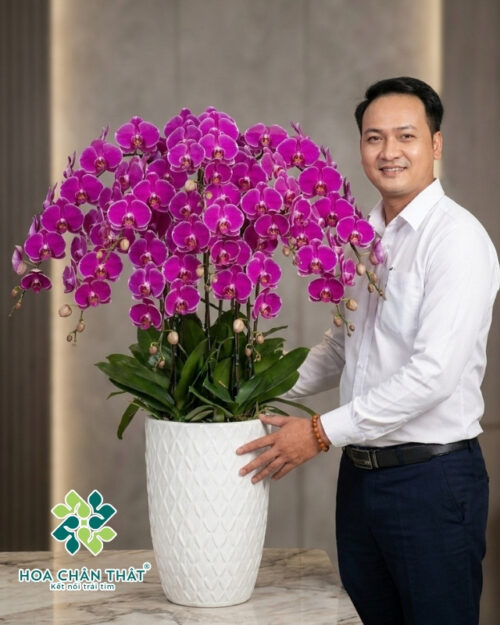 Chậu Lan Hồ Điệp 7 Cành – Tím Diệp Vượng Tài