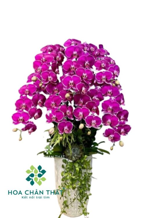 Chậu Lan Hồ Điệp 7 Cành – Tím Diệp Vượng Tài