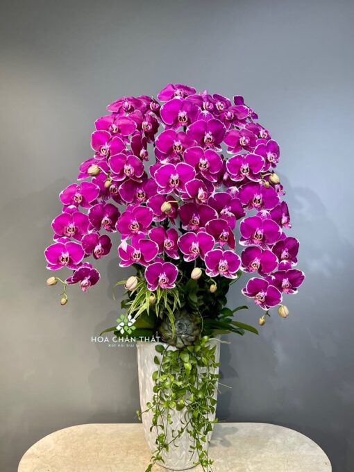 Chậu Lan Hồ Điệp 7 Cành – Tím Diệp Vượng Tài Chau Lan Ho Diep 7 Canh – Tim Diep Vuong Tai1