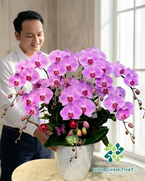 Chậu Lan Hồ Điệp 7 Cành – Tím Như Ý Cát Tường