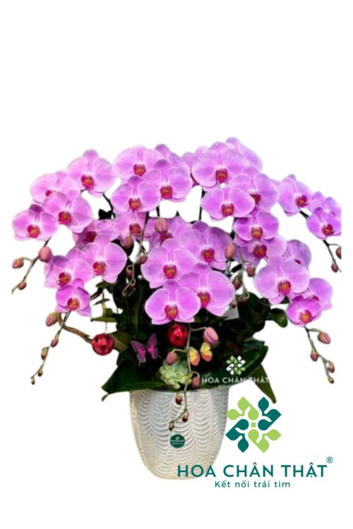 Chậu Lan Hồ Điệp 7 Cành – Tím Như Ý Cát Tường