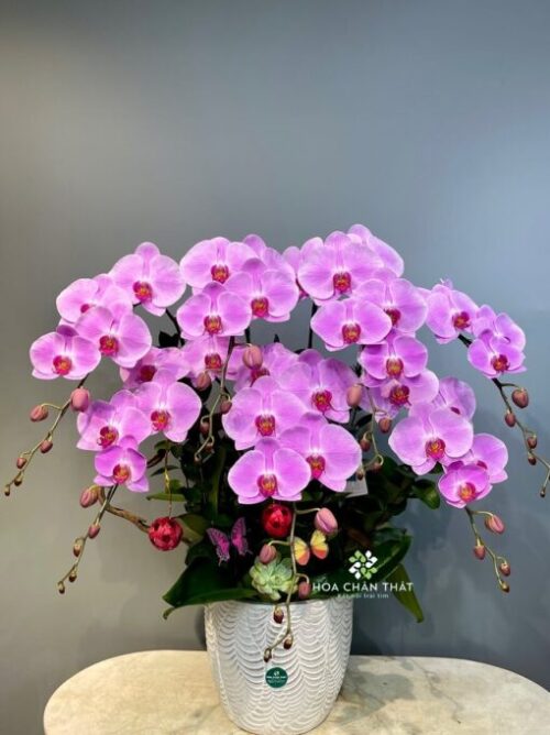 Chậu Lan Hồ Điệp 7 Cành – Tím Như Ý Cát Tường