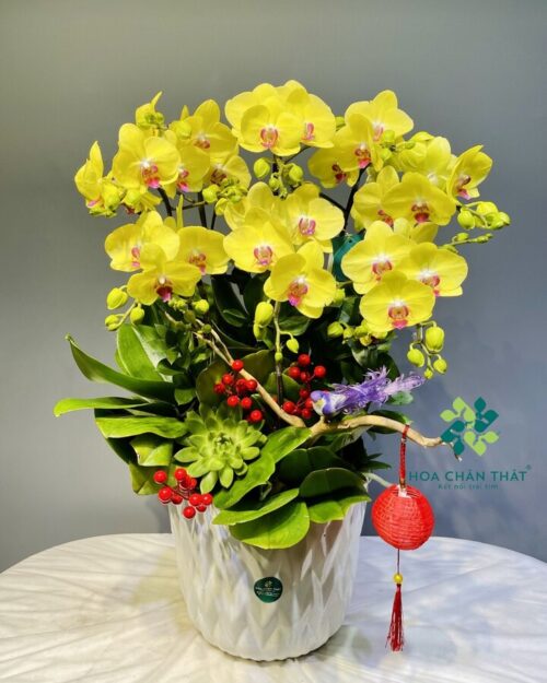 Chậu Lan Hồ Điệp 8 Cành – Kim Sắc Phú Quý