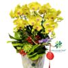 Chậu Lan Hồ Điệp 8 Cành – Kim Sắc Phú Quý