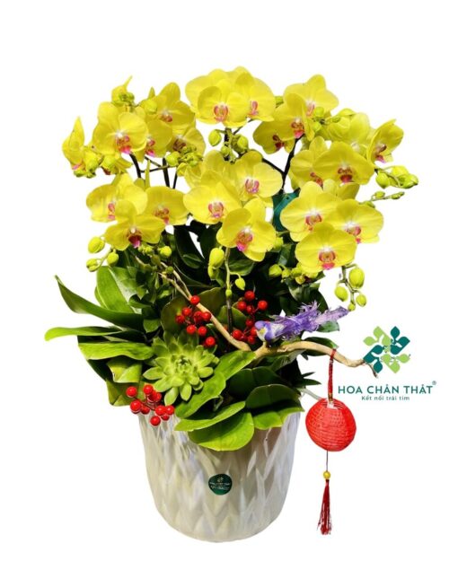 Chậu Lan Hồ Điệp 8 Cành – Kim Sắc Phú Quý