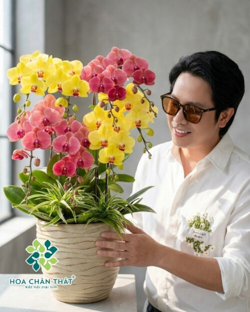Chậu Lan Hồ Điệp 8 Cành – Hồng Kim Cát Tường Chậu Lan Hồ Điệp 8 Cành – Hồng Kim Cát Tường