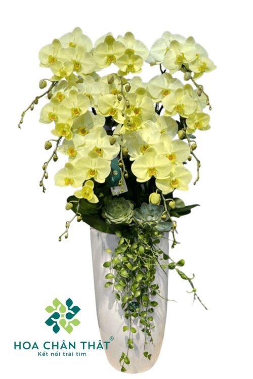 Chậu Lan Hồ Điệp 8 Cành – Kim Ngọc Mãn Đường
