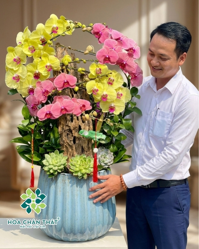 Chậu Lan Hồ Điệp 8 Cành – Lộc Phát Cát Tường Chậu Lan Hồ Điệp 8 Cành – Lộc Phát Cát Tường