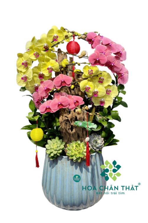Chậu Lan Hồ Điệp 8 Cành – Lộc Phát Cát Tường