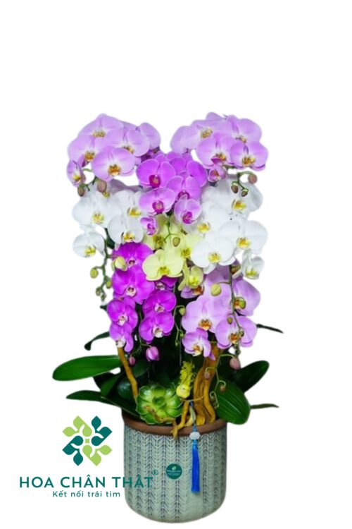 Chậu Lan Hồ Điệp 8 Cành – Ngọc Diệp An Khang