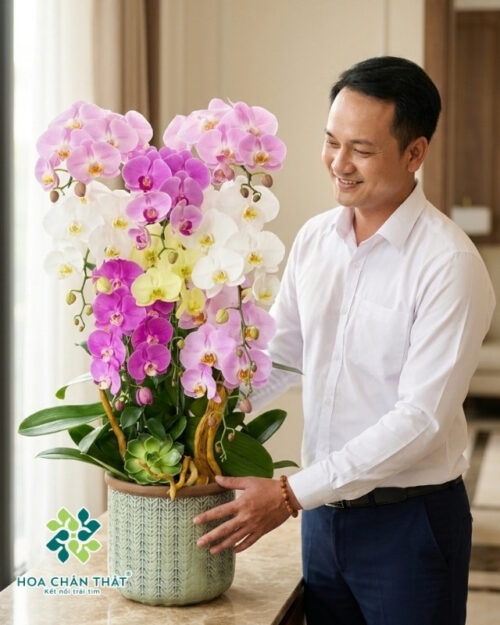 Chậu Lan Hồ Điệp 8 Cành – Ngọc Diệp An Khang