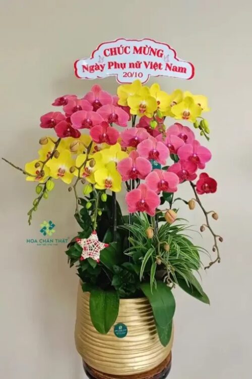 Chậu Lan Hồ Điệp 8 Cành – Ngọc Sắc Hồng Vân