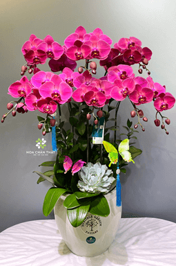 Chậu Lan Hồ Điệp 8 Cành – Song Hỷ Vượng Tài