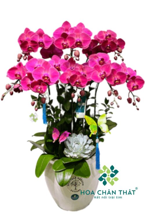 Chậu Lan Hồ Điệp 8 Cành – Song Hỷ Vượng Tài