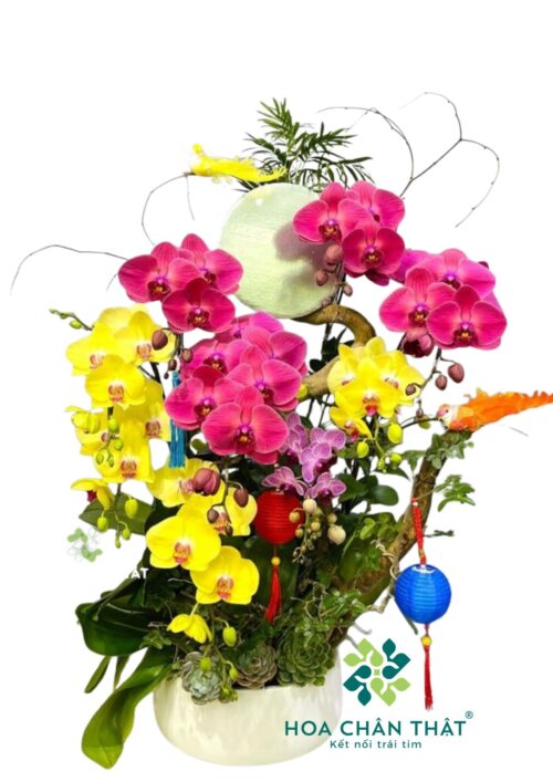 Chậu Lan Hồ Điệp 8 Cành – Vinh Hoa Đoàn Viên