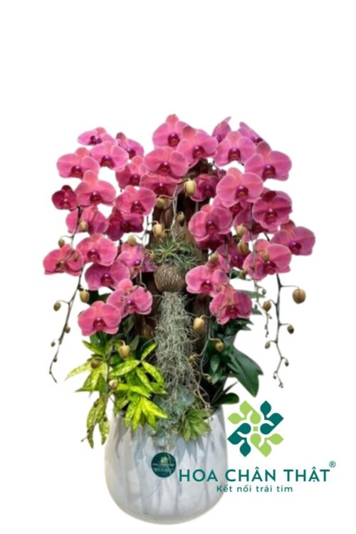 Chậu Lan Hồ Điệp 9 Cành – Hồng Diệp Phú Quý