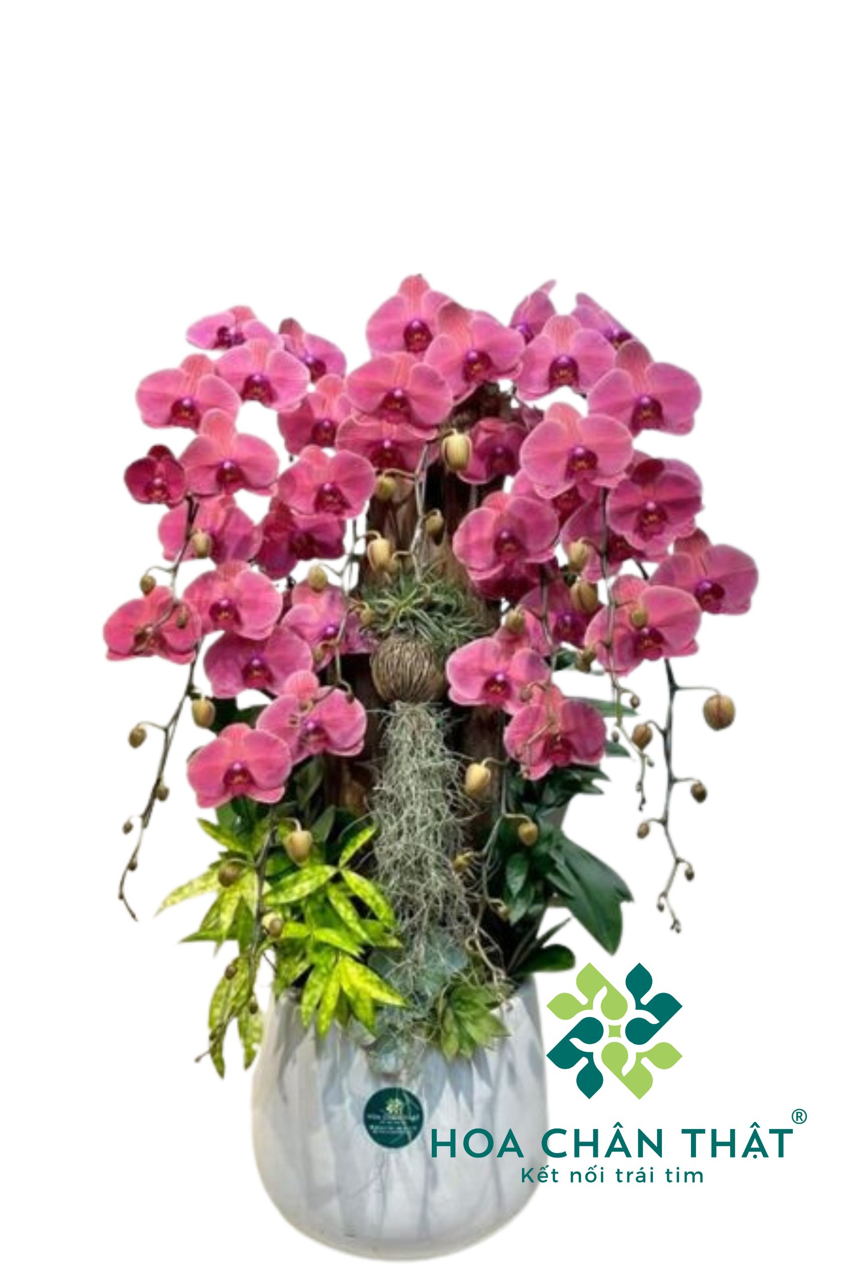 Chậu Lan Hồ Điệp 9 Cành – Hồng Diệp Phú Quý Chau Lan Ho Diep 9 Canh – Hong Diep Phu Quy