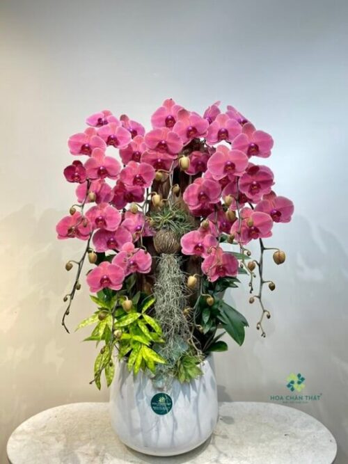 Chậu Lan Hồ Điệp 9 Cành – Hồng Diệp Phú Quý