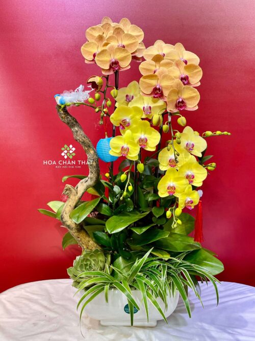 Chậu Lan Hồ Điệp – An Nhiên Đoàn Viên