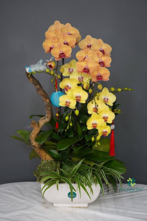 Chậu Lan Hồ Điệp – An Nhiên Đoàn Viên