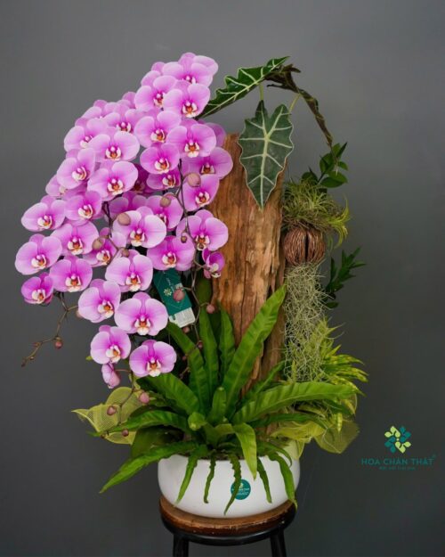 Chậu Lan Hồ Điệp Ghép Lũa 5 Cành – Hồng Vân Quý Phát
