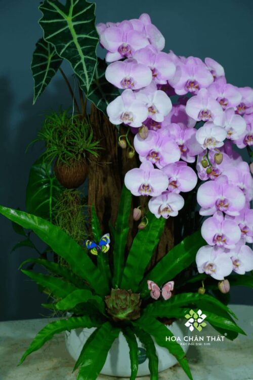 Chậu Lan Hồ Điệp Ghép Lũa 5 Cành – Tím Sương Cát Tường