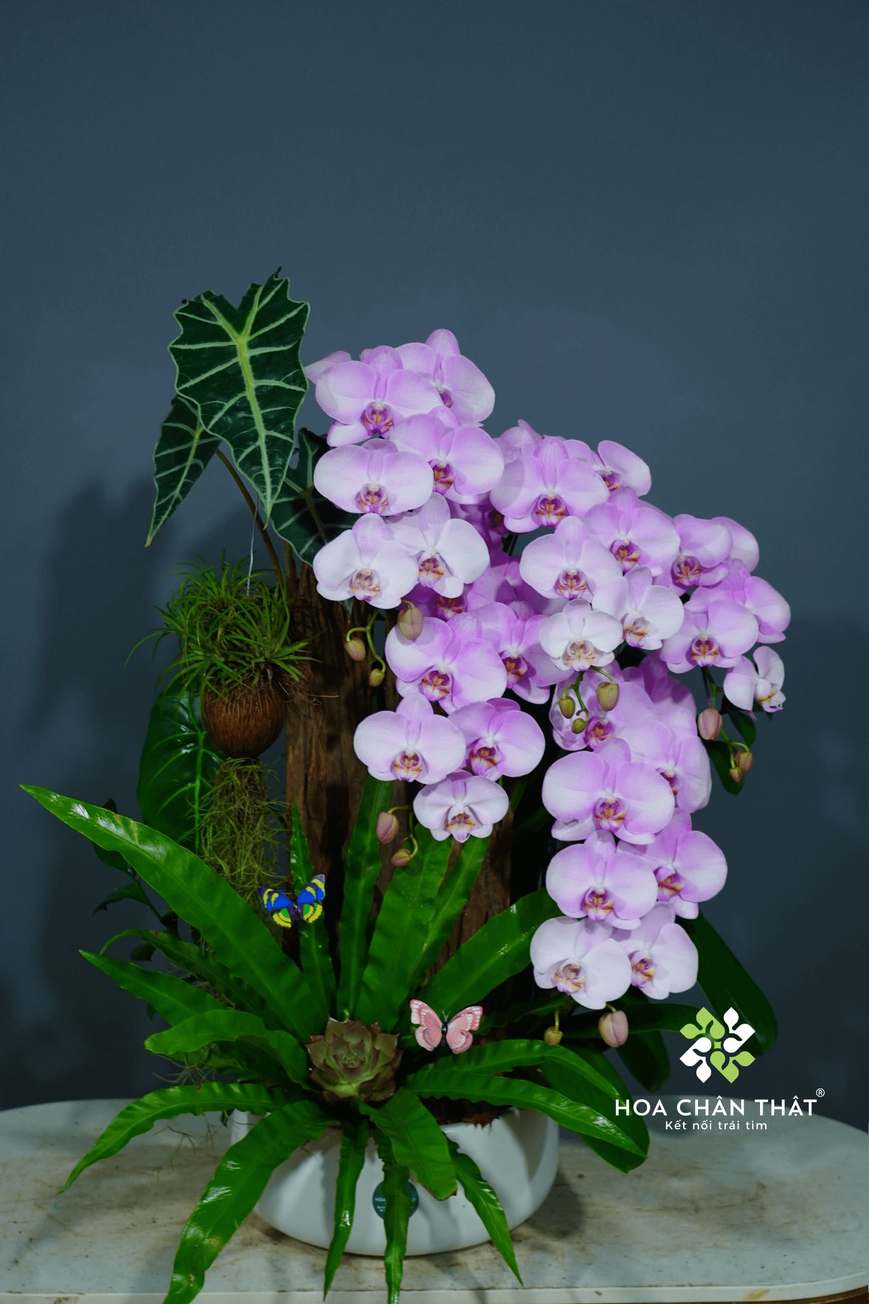 Chậu Lan Hồ Điệp Ghép Lũa 5 Cành – Tím Sương Cát Tường Chậu Lan Hồ Điệp Ghép Lũa 5 Cành – Tím Sương Cát Tường