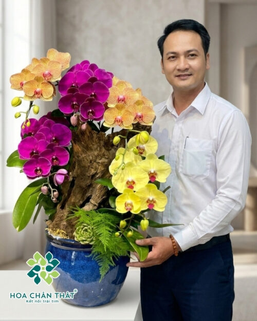 Chậu Lan Hồ Điệp Ghép Lũa 5 Cành – Tam Sắc Phú Quý