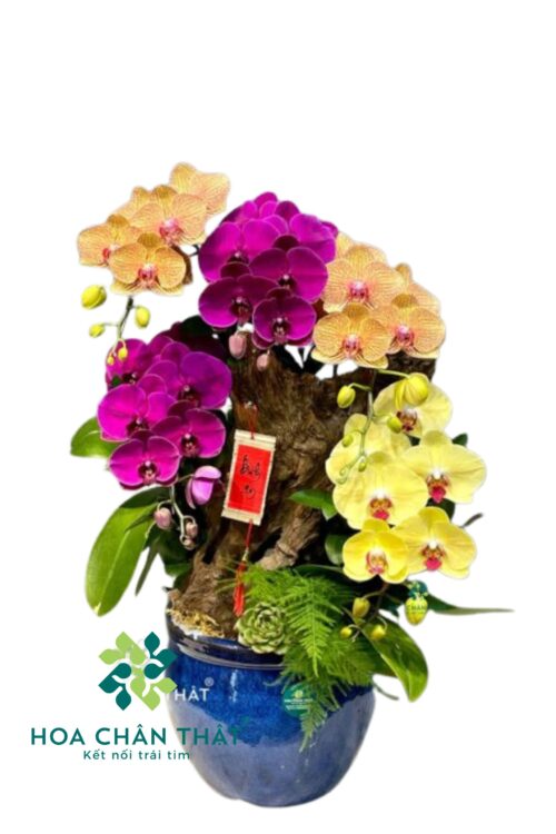 Chậu Lan Hồ Điệp Ghép Lũa 5 Cành – Tam Sắc Phú Quý