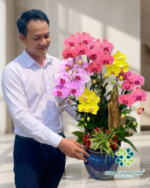Chậu Lan Hồ Điệp Ghép Lũa 6 Cành – Hồng Diệp Vượng An