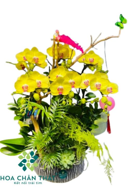 Chậu Lan Hồ Điệp Ghép Lũa 6 Cành – Kim Diệp Thịnh Vượng