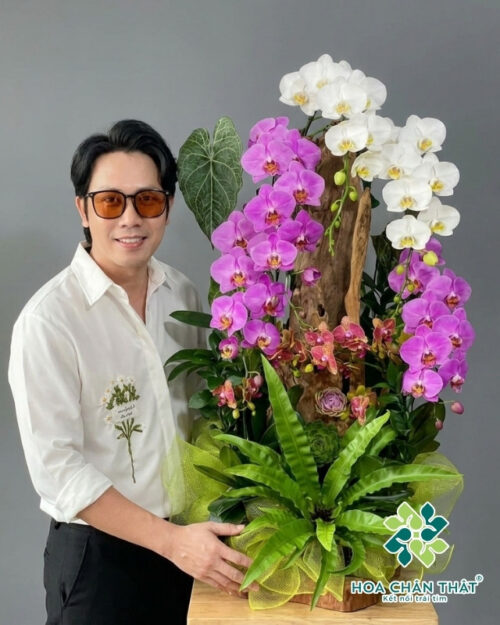 Chậu Lan Hồ Điệp Ghép Lũa 6 Cành – Tình Khúc Trắng Tím