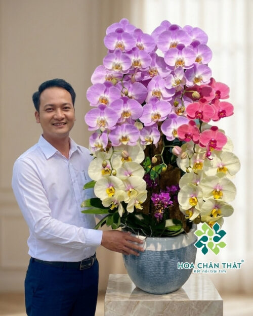 Chậu Lan Hồ Điệp Ghép Lũa 7 Cành – Sắc Diệp Hoan Ca