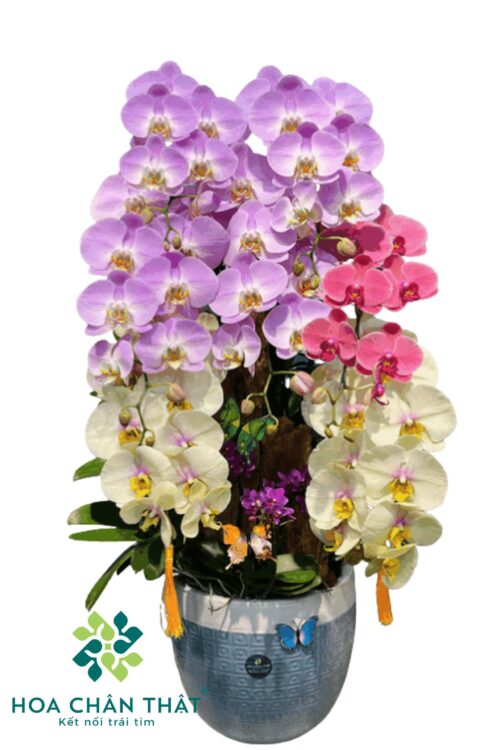 Chậu Lan Hồ Điệp Ghép Lũa 7 Cành – Sắc Diệp Hoan Ca