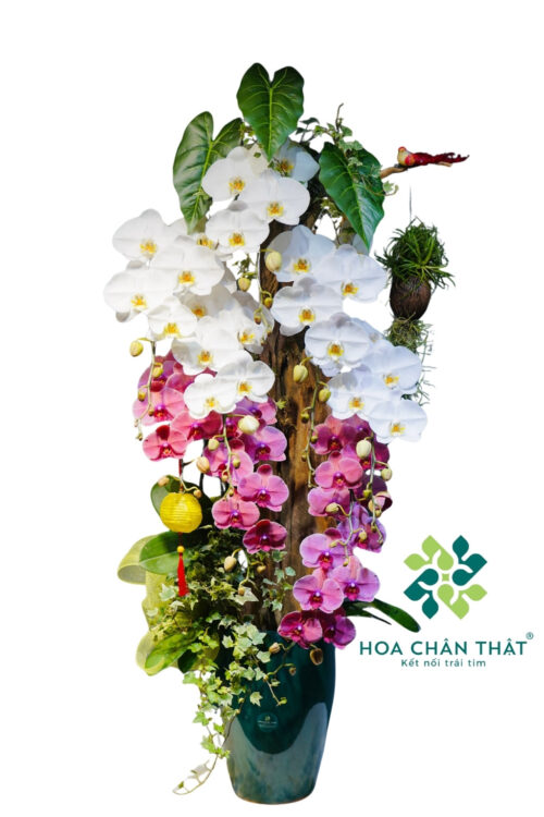 Chậu Lan Hồ Điệp Ghép Lũa 9 Cành – Giao Thoa Sắc Ngọc
