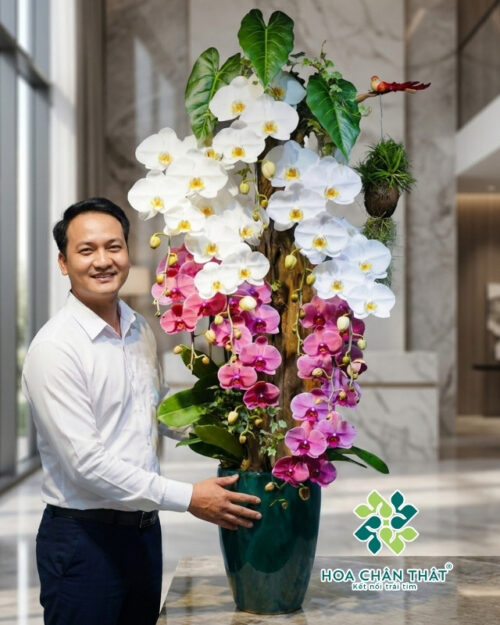 Chậu Lan Hồ Điệp Ghép Lũa 9 Cành – Giao Thoa Sắc Ngọc