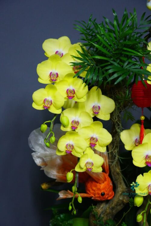 Chậu Lan Hồ Điệp Minh Nguyệt Đoàn Viên -1