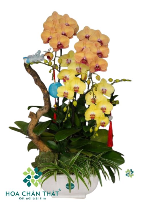 Chậu Lan Hồ Điệp – An Nhiên Đoàn Viên