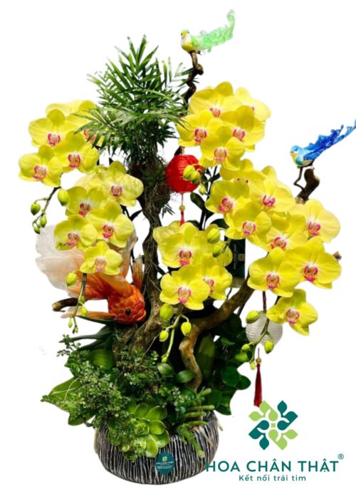 Chậu Lan Hồ Điệp – Minh Nguyệt Đoàn Viên