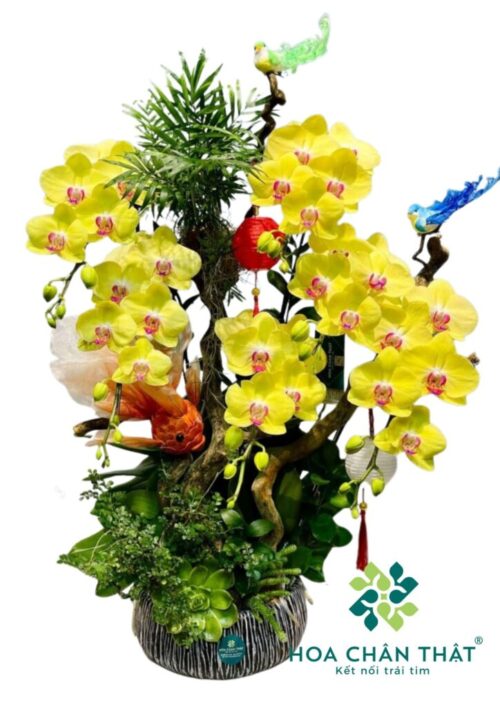 Chậu Lan Hồ Điệp – Minh Nguyệt Đoàn Viên Chậu Lan Hồ Điệp – Minh Nguyệt Đoàn Viên