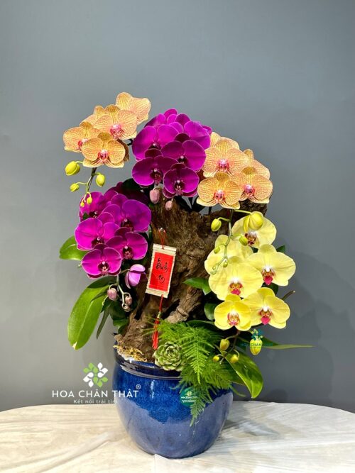 Chậu Lan Hồ Điệp Ghép Lũa 5 Cành – Tam Sắc Phú Quý