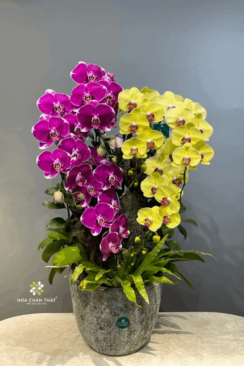 Chậu Lan Hồ Điệp 6 Cành – Tím Vàng Cát Tường