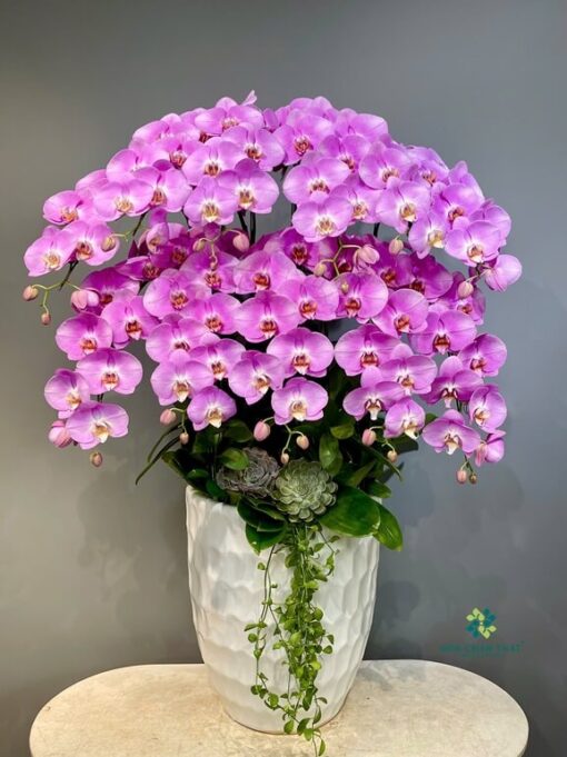 lan hồ điệp